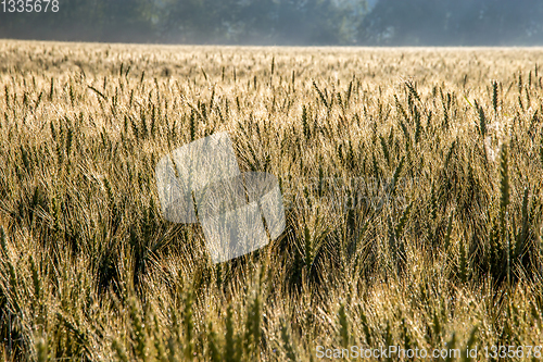 Image of Background of wheat field in summer day.