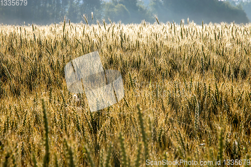 Image of Background of wheat field in summer day.