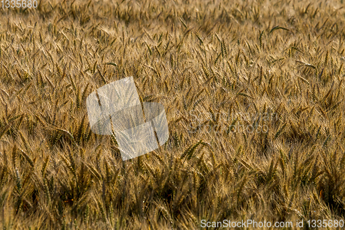 Image of Background of wheat field in summer day.