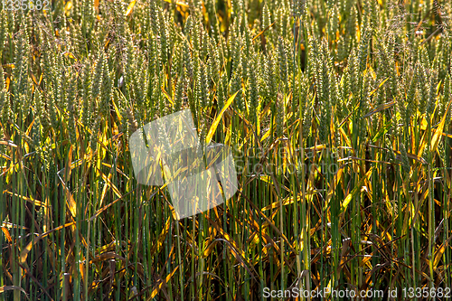 Image of Background of wheat field in summer day.