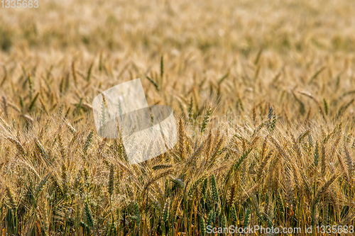 Image of Background of wheat field in summer day.