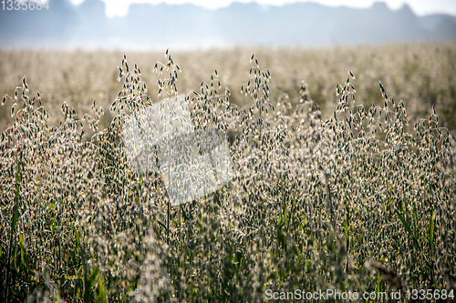 Image of Background of cereal field in summer day.