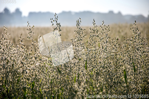 Image of Background of cereal field in summer day.