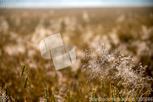 Image of Background of cereal field in summer day.