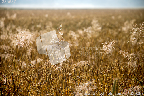 Image of Background of cereal field in summer day.