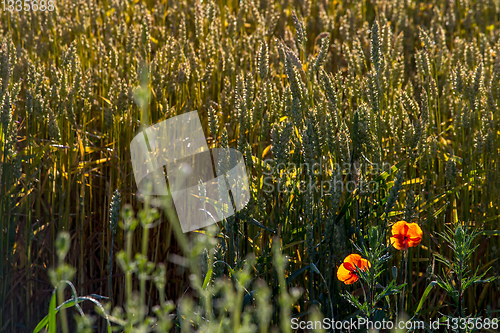 Image of Background of cereal field in summer day.