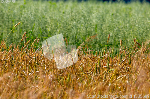 Image of Background of cereal field in summer day.