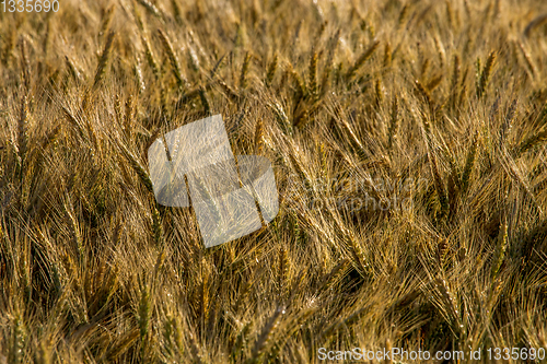 Image of Background of cereal field in summer day.