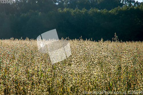 Image of Background of cereal field in summer day.