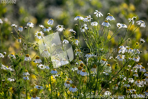 Image of Daisies as background in summer day.