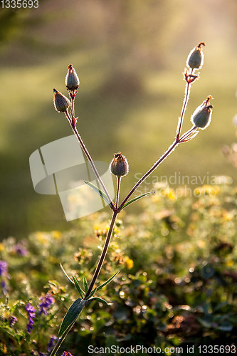 Image of Wild rural flowers on green field.