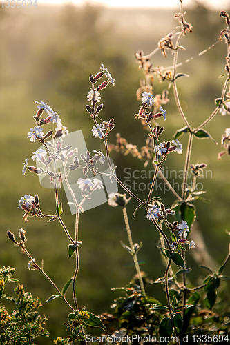 Image of Wild rural flowers on green field.