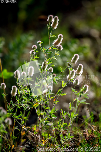 Image of Wild rural flowers on green field.