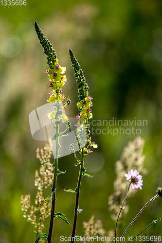 Image of Wild rural flowers on green field.