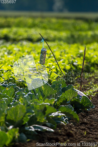 Image of Beer can on the cabbage field.