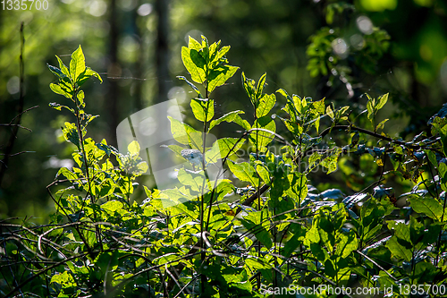 Image of Wild plants growing on forest.