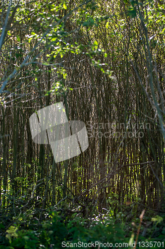 Image of Brushwood and wild plants growing on forest.