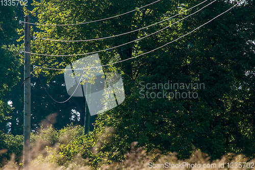 Image of Power line in forest on sunny day.