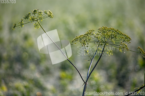 Image of Wild plants growing on green field.