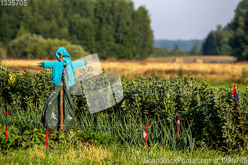 Image of Scarecrow in the vegetable garden 
