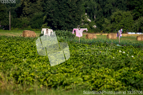 Image of Scarecrows in the vegetable garden 