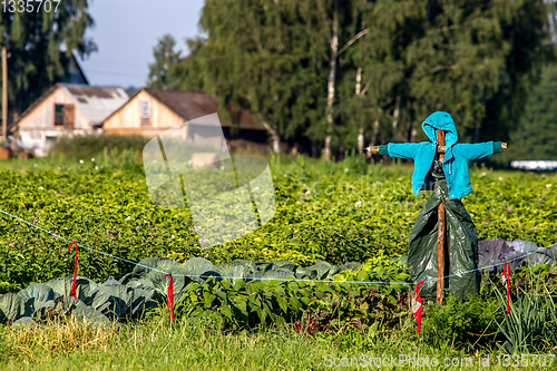 Image of Scarecrow in the vegetable garden 