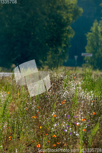 Image of Wild flowers growing at the roadside