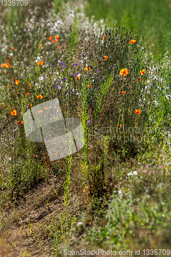 Image of Wild flowers growing at the roadside