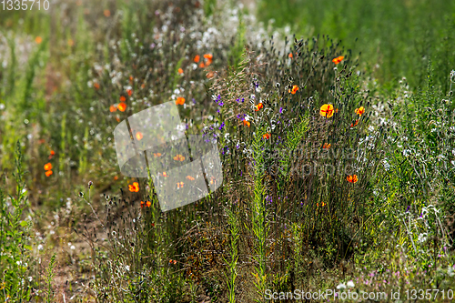 Image of Wild flowers growing at the roadside