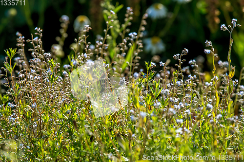 Image of Light blue rural flowers on green field.