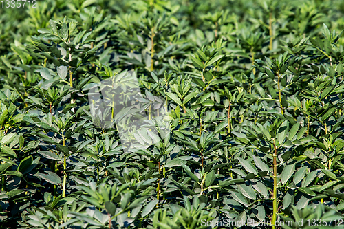 Image of Background of broad bean plants in the garden.