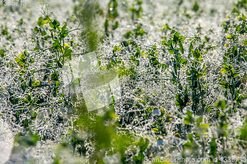 Image of Dew drops on green plants in field.  