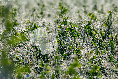Image of Dew drops on green plants in field.  