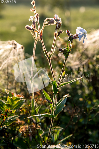 Image of Wild rural flowers on green field.