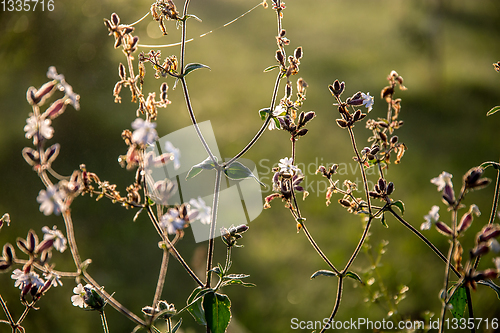 Image of Wild rural flowers on green field.