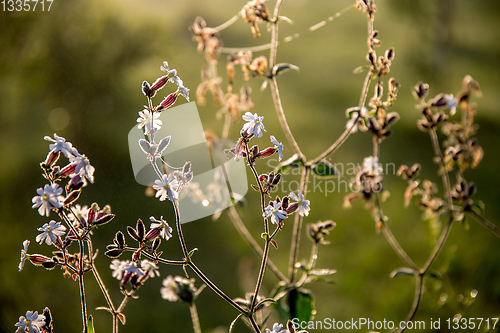 Image of Wild rural flowers on green field.