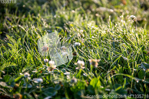 Image of Dew drops in meadow with clover.