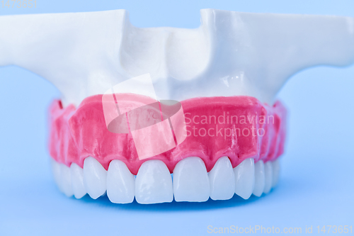 Image of Upper human jaw with teeth and gums anatomy model