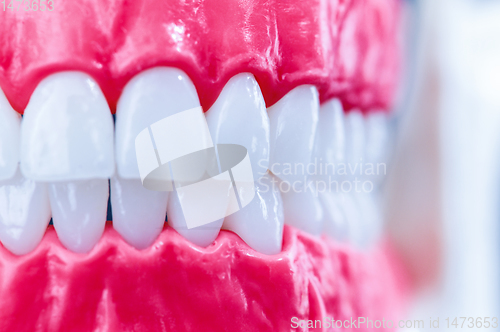 Image of Human jaw with teeth and gums anatomy model