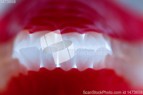 Image of inside view of human jaw with teeth and gums anatomy model