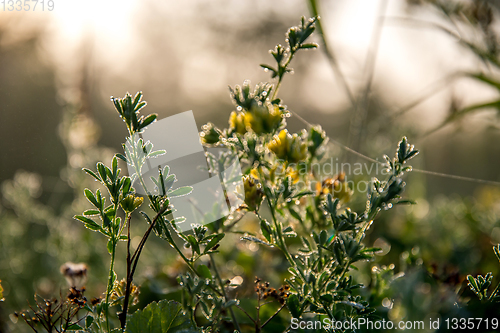 Image of Yellow rural flowers on green field.