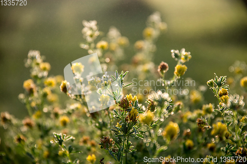 Image of Yellow rural flowers on green field.