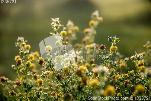 Image of Yellow rural flowers on green field.