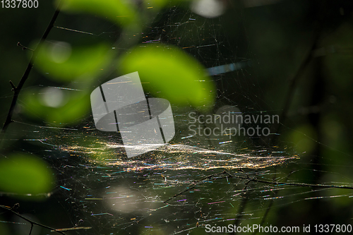 Image of Dew drops on spider web in forest.