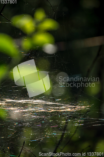 Image of Dew drops on spider web in forest.