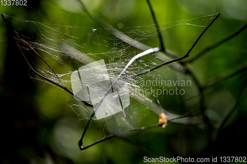 Image of Dew drops on spider web in forest.