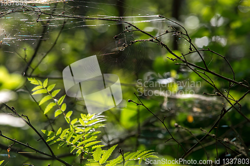 Image of Dew drops on spider web in forest.