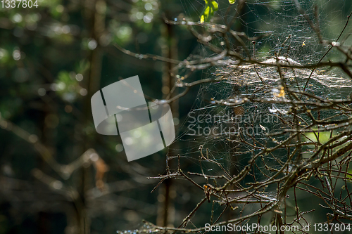 Image of Dew drops on spider web in forest.