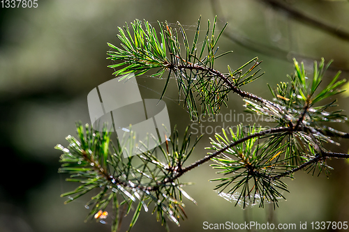 Image of Spider web on the pine tree branch. 