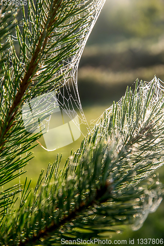 Image of Spider web on the pine tree branch. 